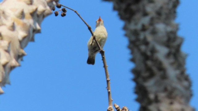 Pale-billed Flowerpecker - ML610387287