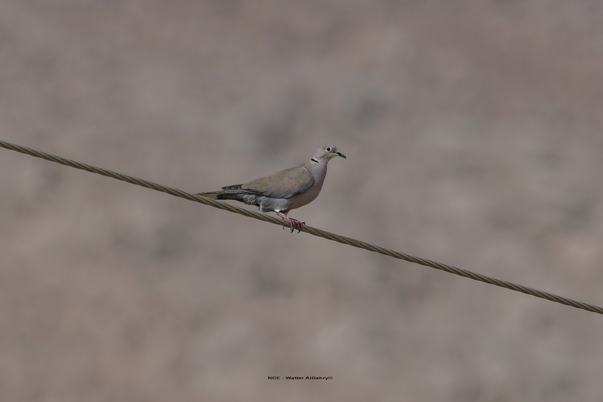 Eurasian Collared-Dove - ML610387659