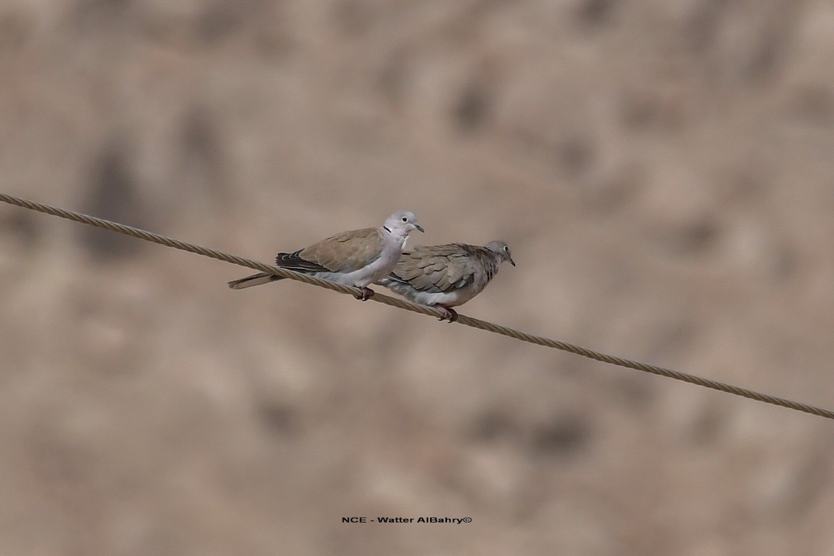Eurasian Collared-Dove - ML610387660