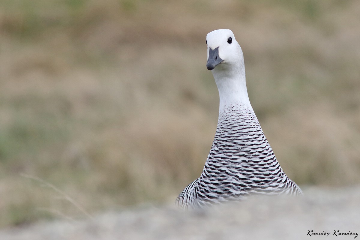 Upland Goose (Bar-breasted) - ML610387818