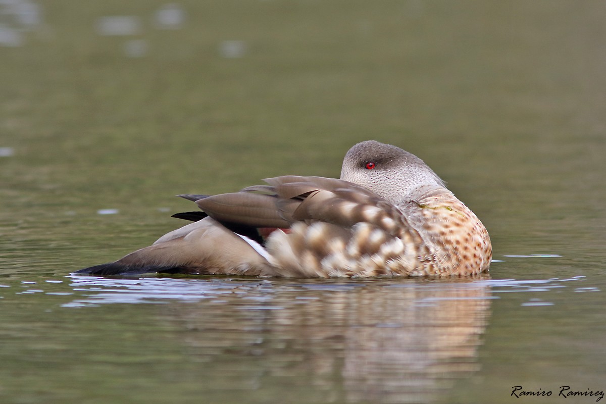 Crested Duck - ML610387819