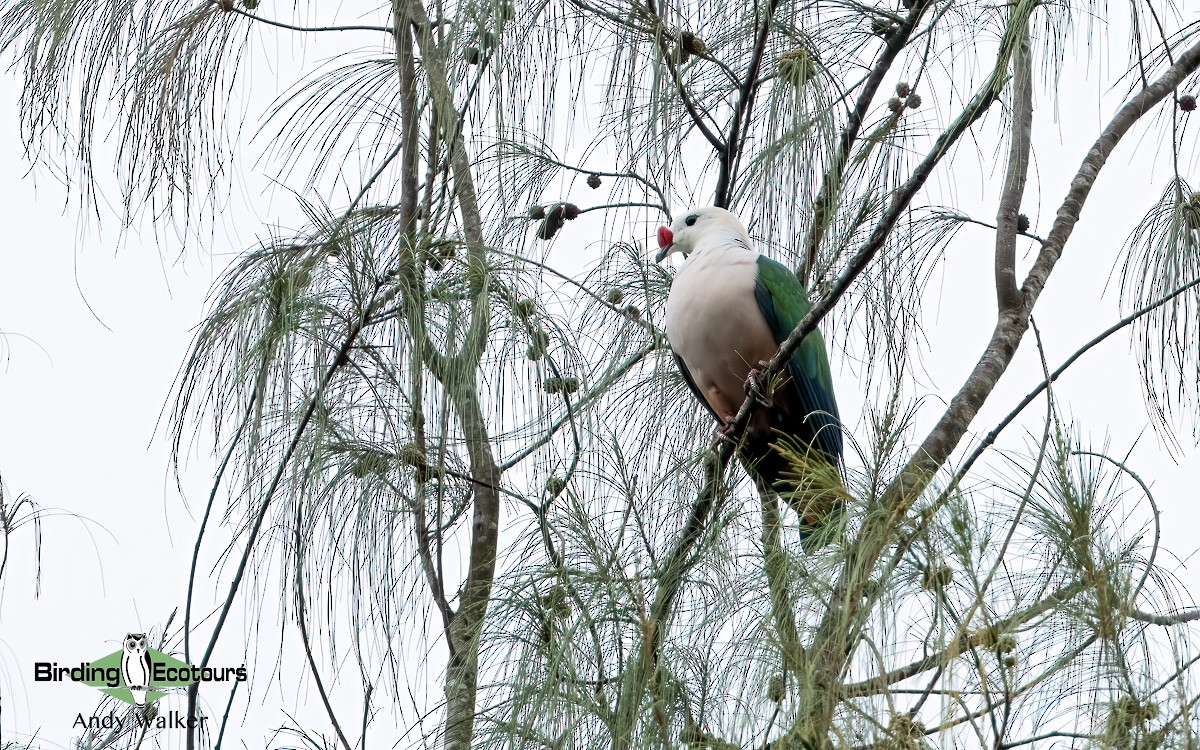 Red-knobbed Imperial-Pigeon - ML610388175