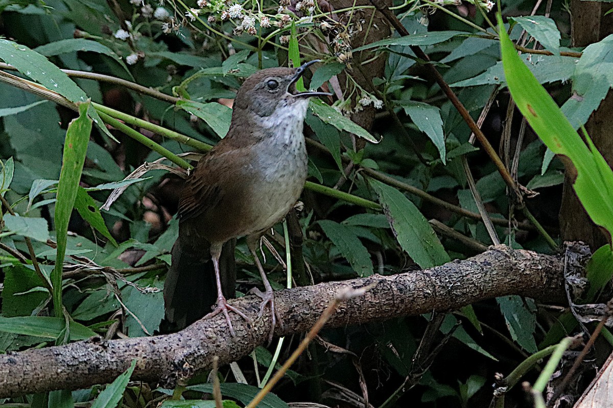 Javan Bush Warbler (Javan) - ML610388181