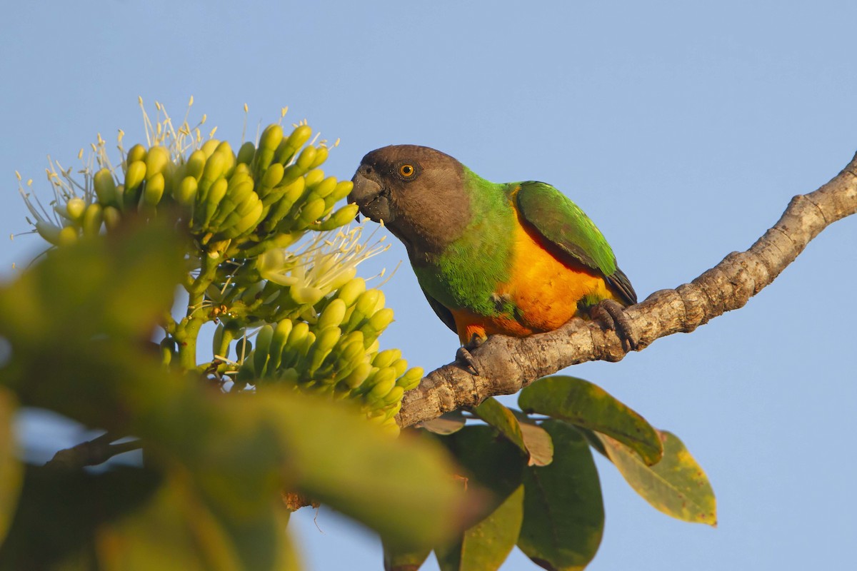 Senegal Parrot - ML610388193