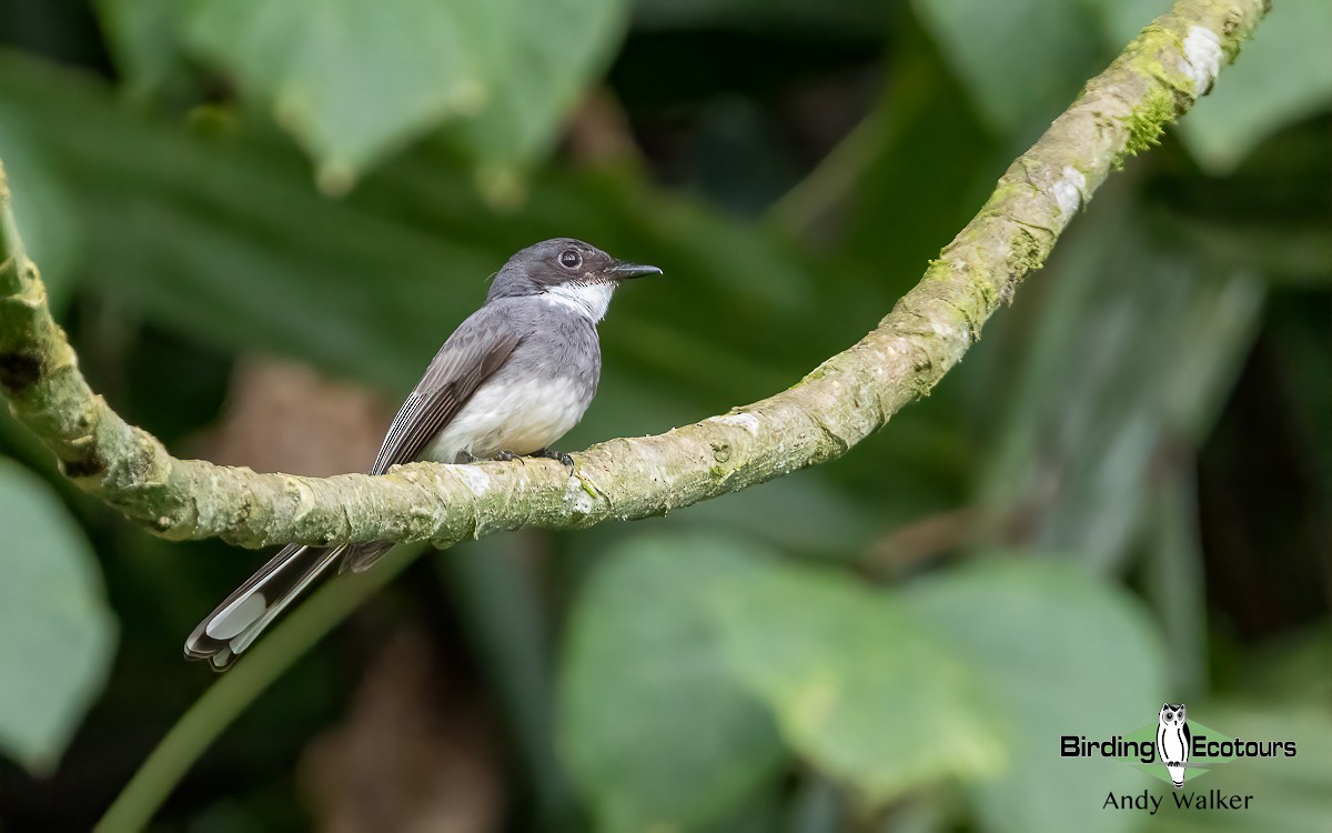 Northern Fantail (Melanesian) - Andy Walker - Birding Ecotours