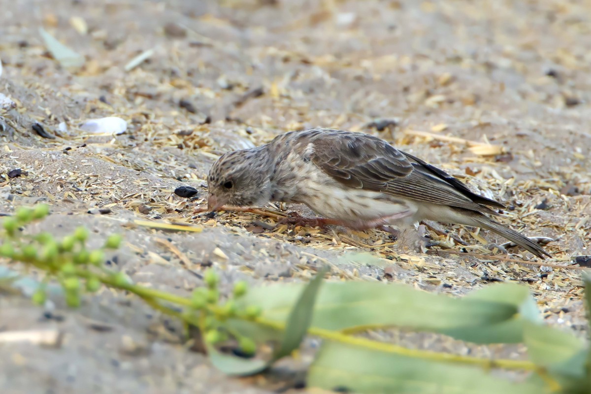 White-rumped Seedeater - ML610388243
