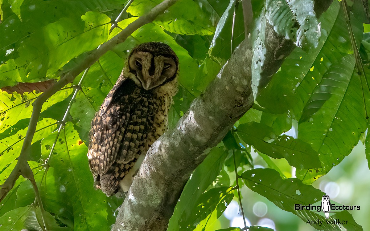 Golden Masked-Owl - Andy Walker - Birding Ecotours