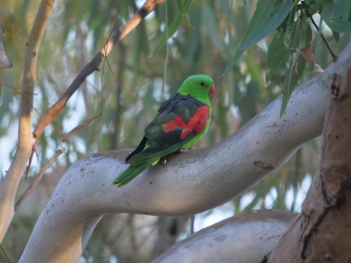Red-winged Parrot - ML610388329