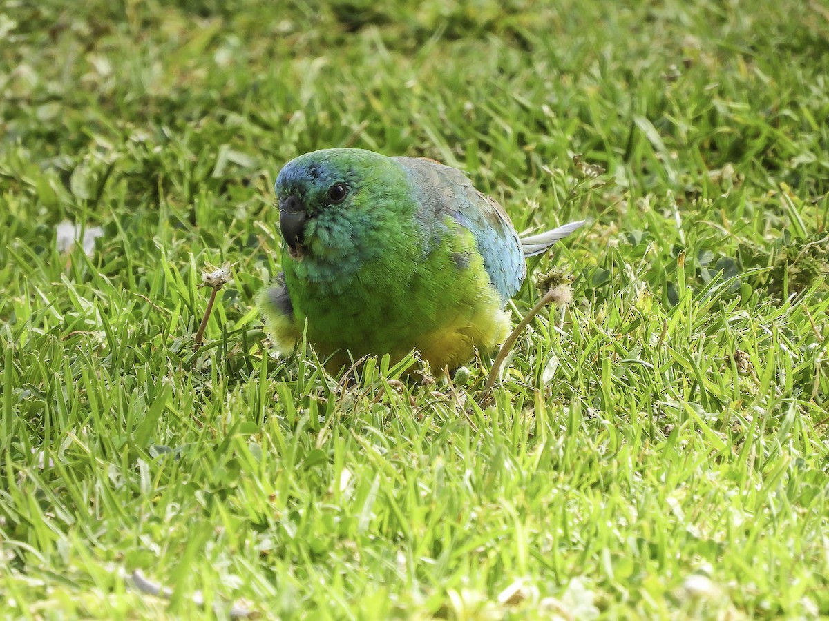 Red-rumped Parrot - ML610388350
