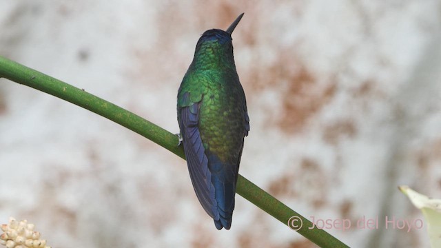 kolibřík indigovohlavý - ML610388366