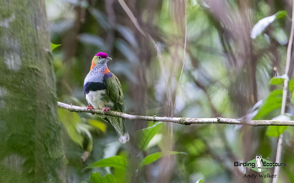 Superb Fruit-Dove - Andy Walker - Birding Ecotours