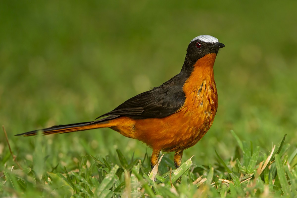White-crowned Robin-Chat - ML610388689