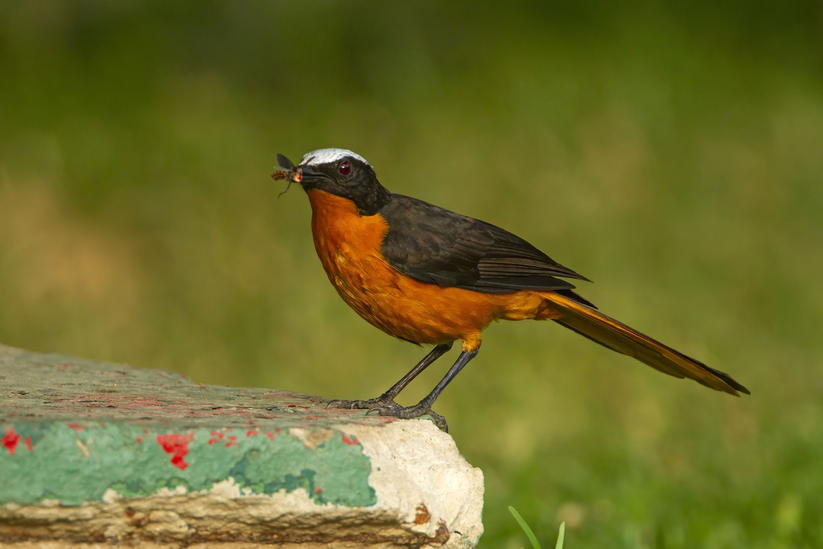 White-crowned Robin-Chat - ML610388691