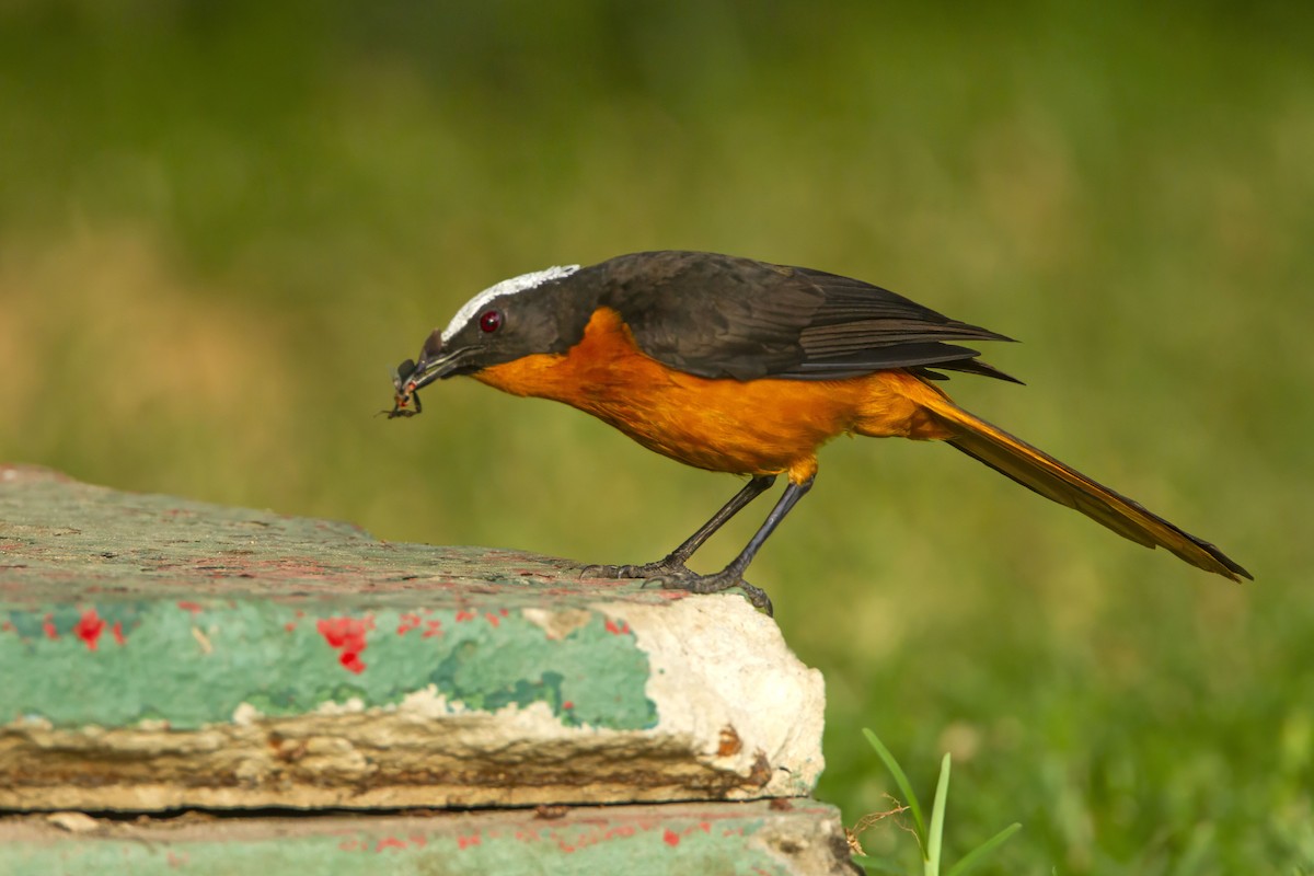 White-crowned Robin-Chat - ML610388692