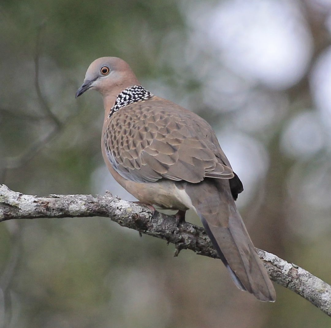 Spotted Dove - ML610388951