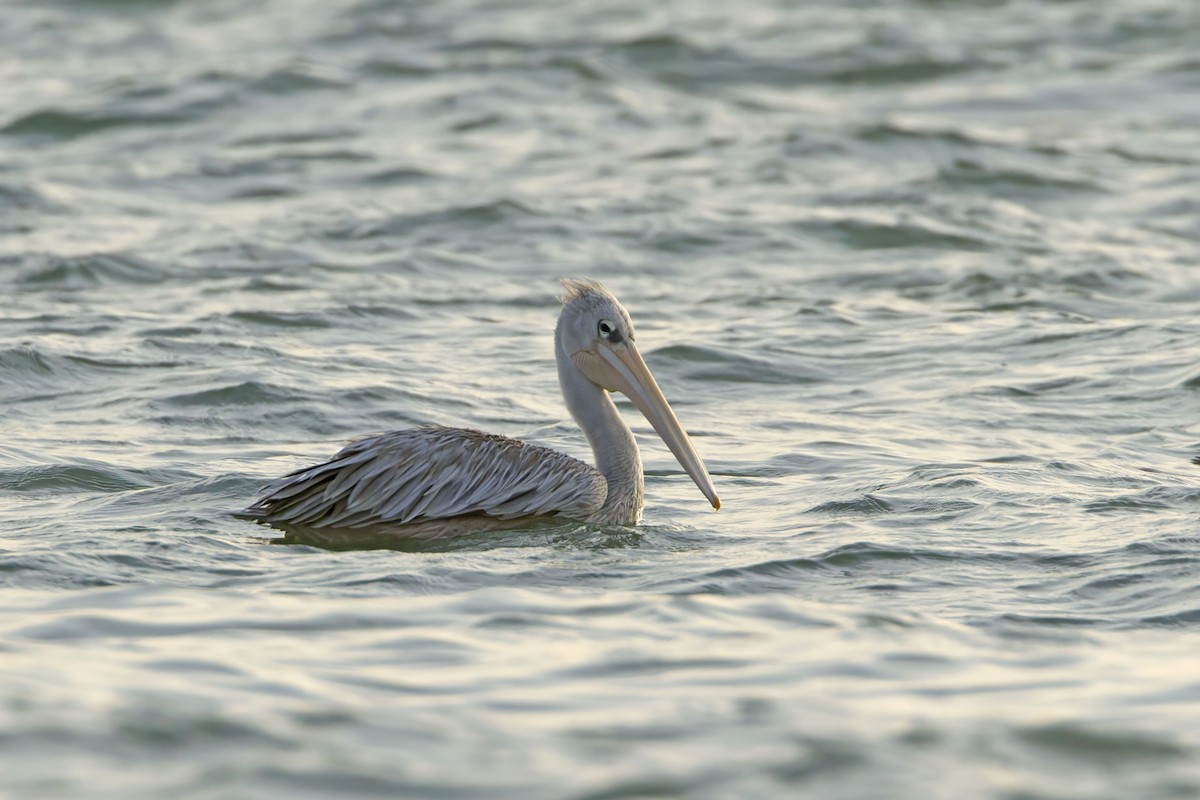 Pink-backed Pelican - ML610389000