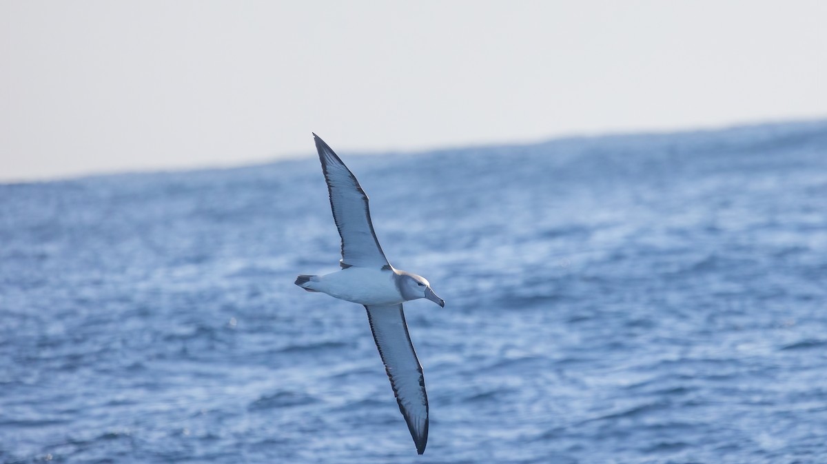 White-capped Albatross - Decklan Jordaan