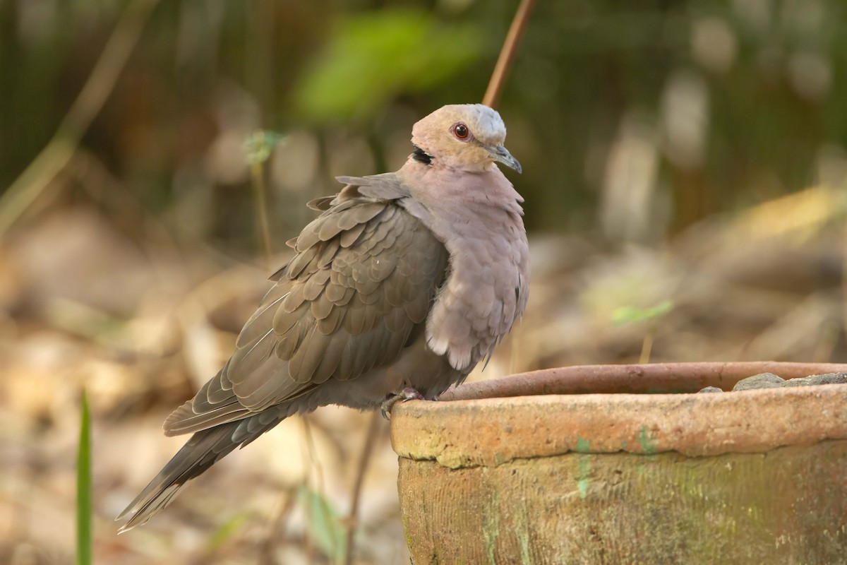 Red-eyed Dove - ML610389110