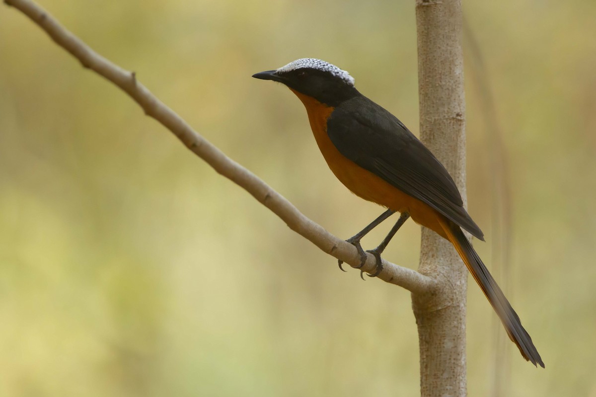 White-crowned Robin-Chat - ML610389118