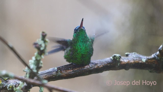 kolibřík indigovohlavý - ML610389126