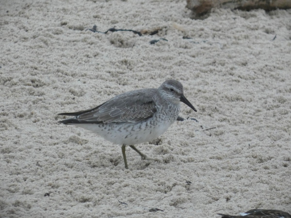 Red Knot - ML610389316