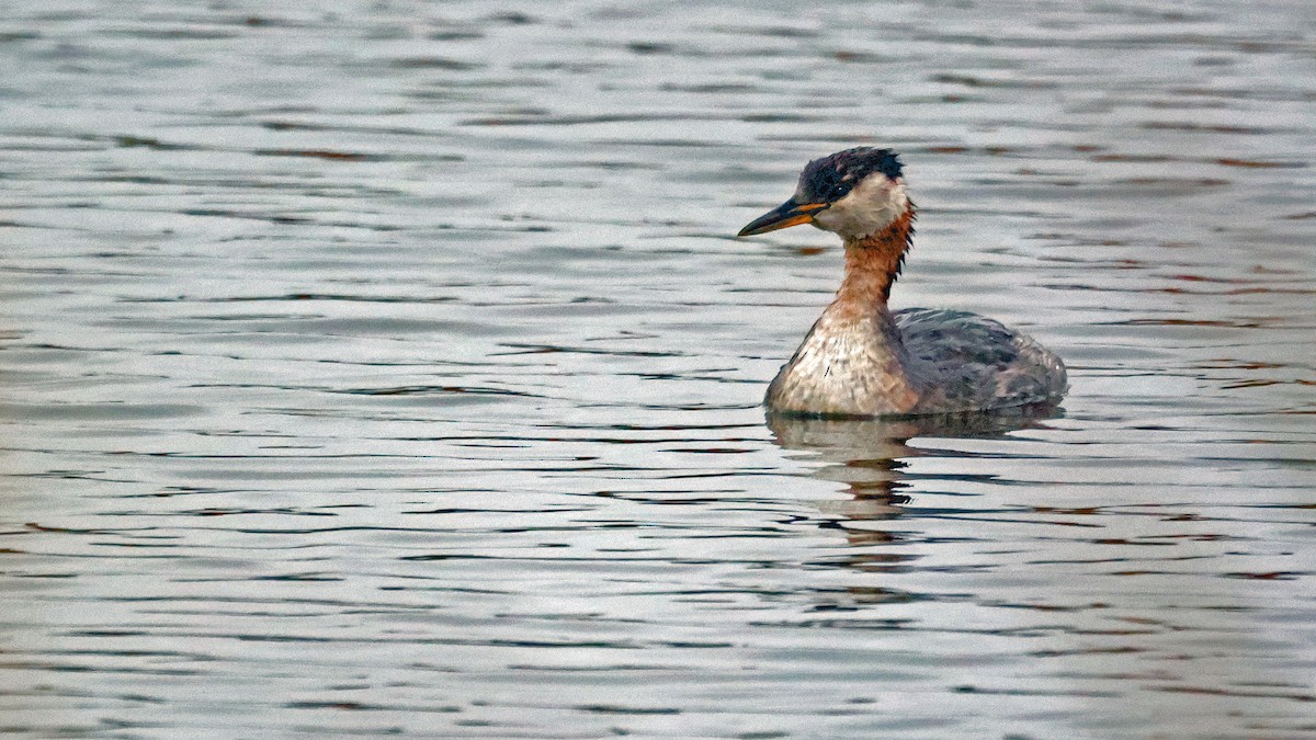 Red-necked Grebe - ML610389448