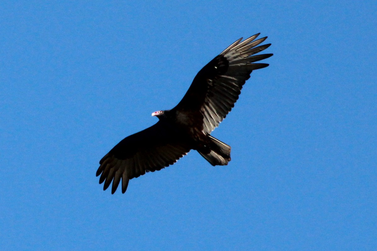 Turkey Vulture - ML610389508