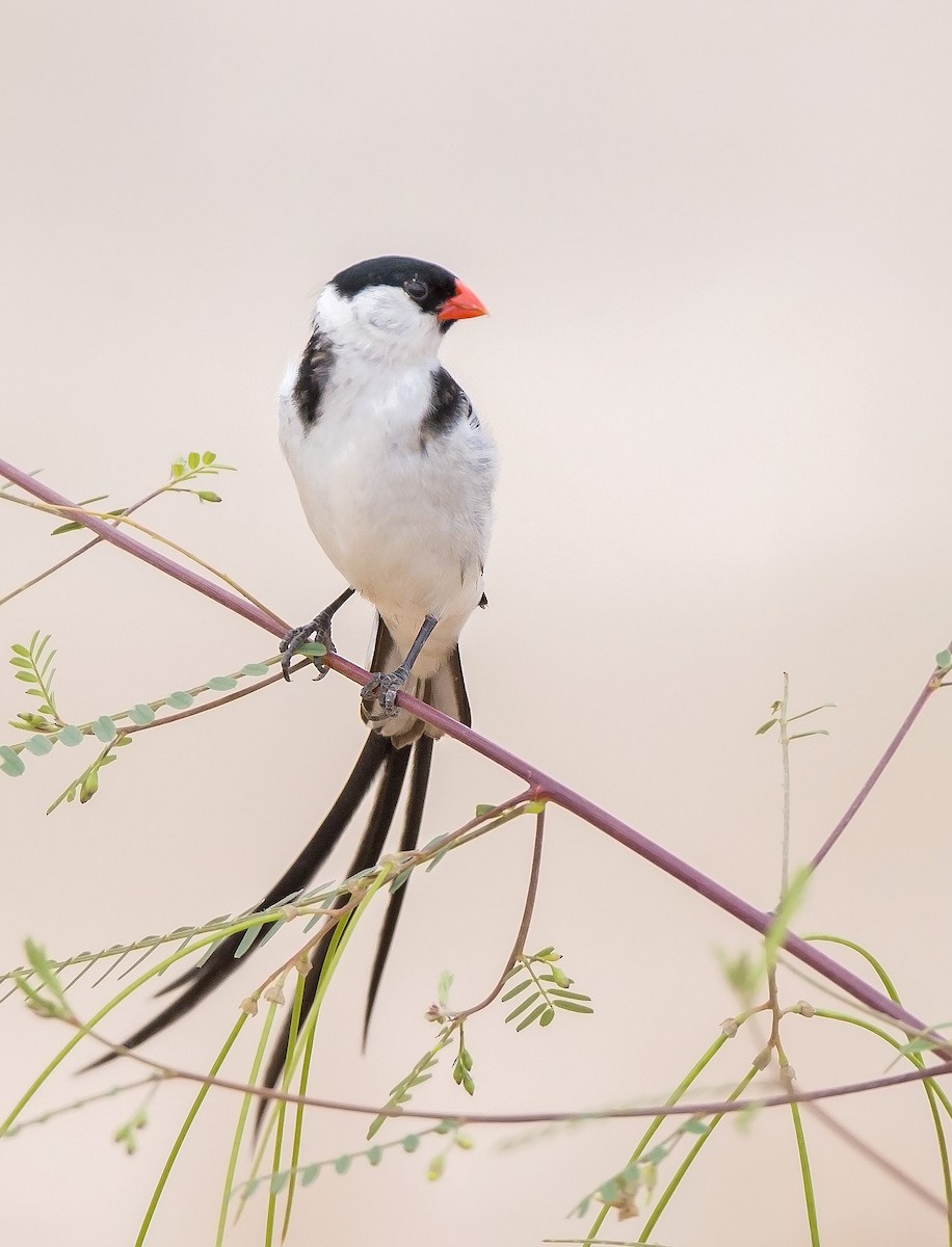 Pin-tailed Whydah - ML610389535