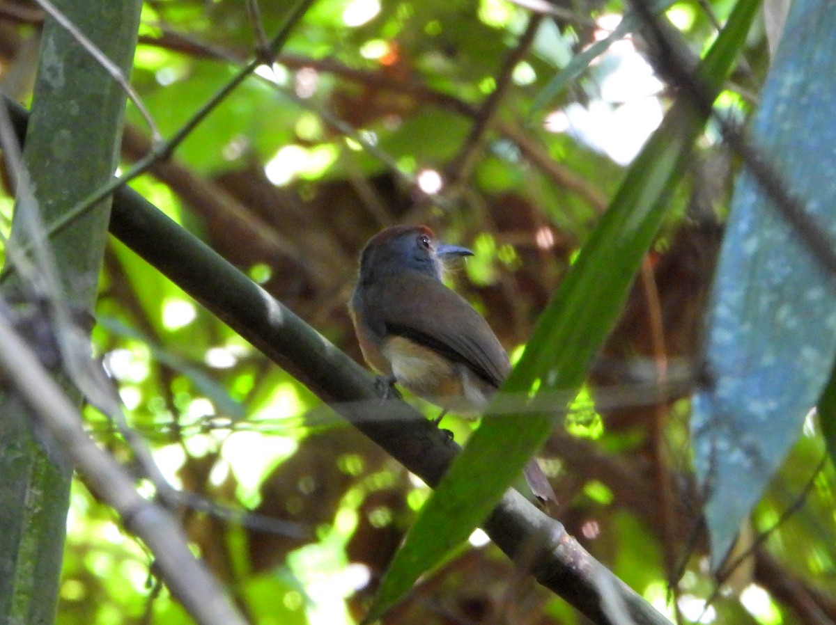Rufous-capped Nunlet - ML610389567