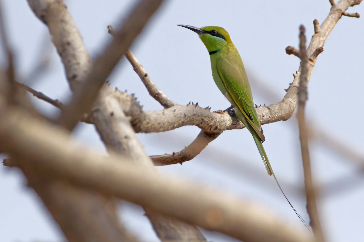 African Green Bee-eater - ML610389731