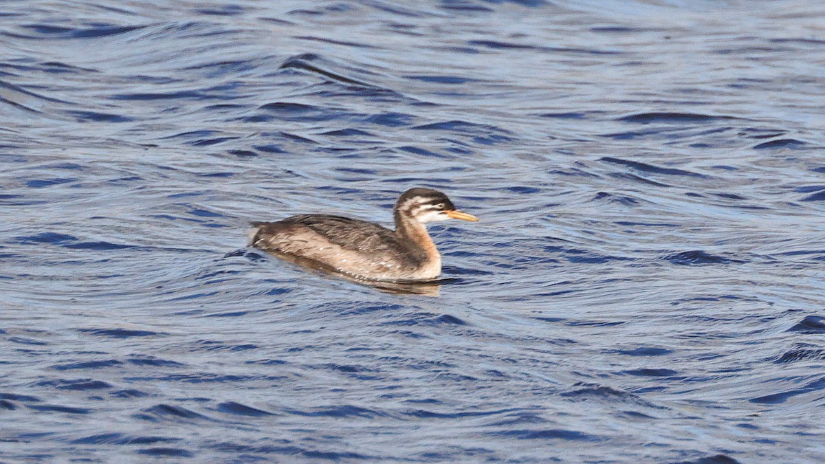 Red-necked Grebe - ML610389954