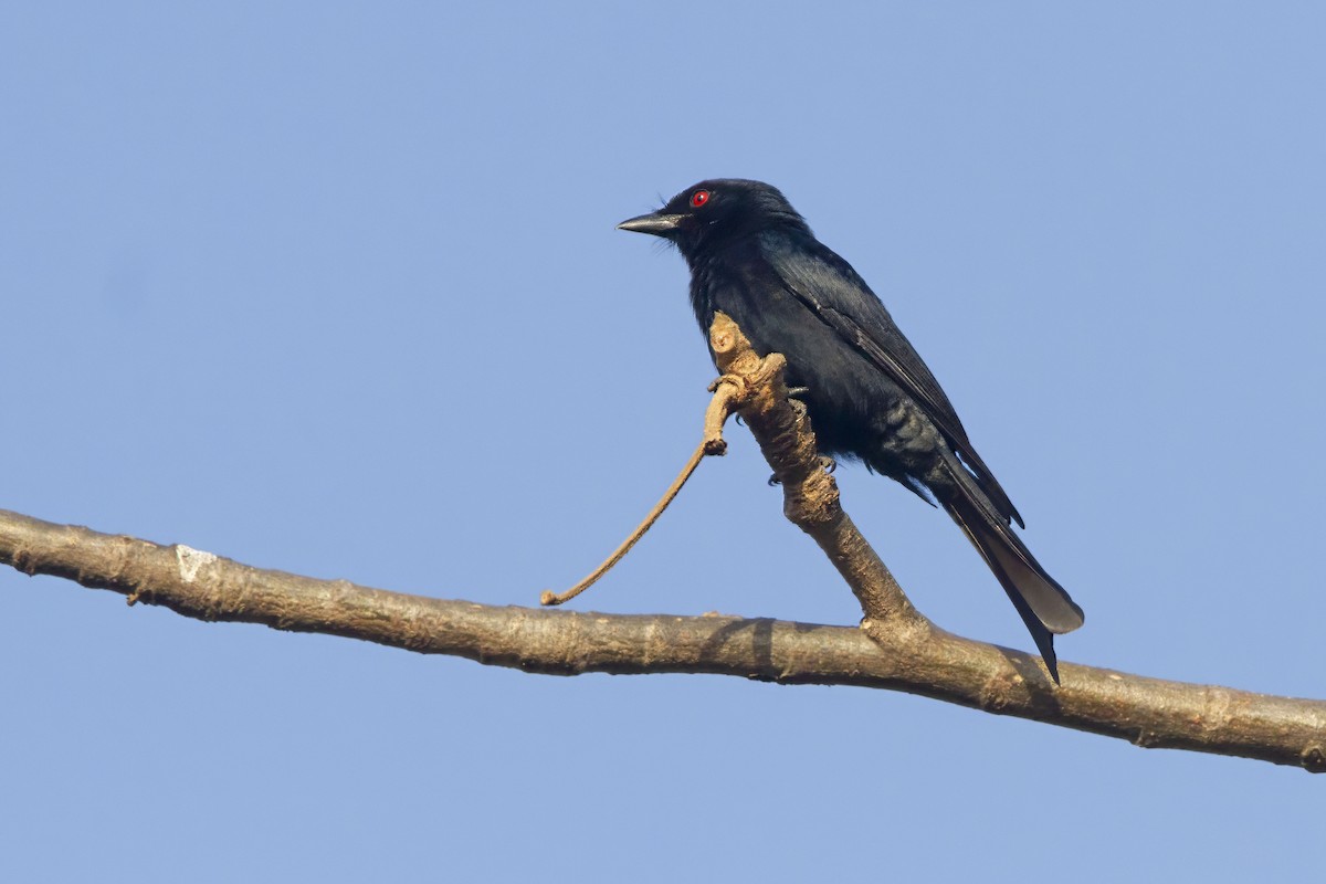 Fork-tailed Drongo (Glossy-backed) - Michael Dvorak