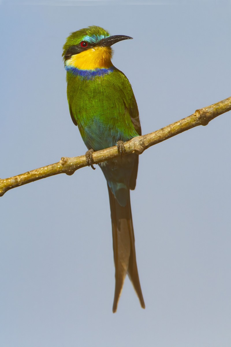 Swallow-tailed Bee-eater - ML610390141