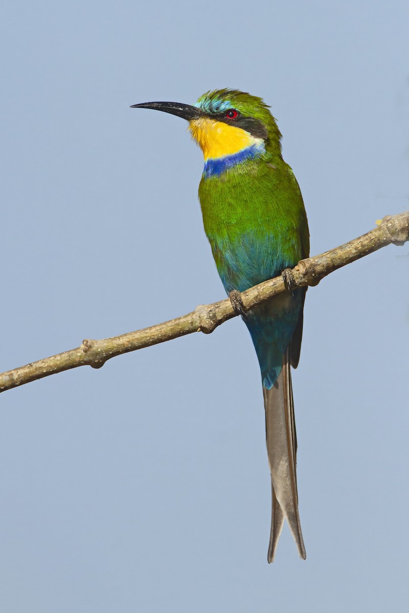 Swallow-tailed Bee-eater - ML610390143