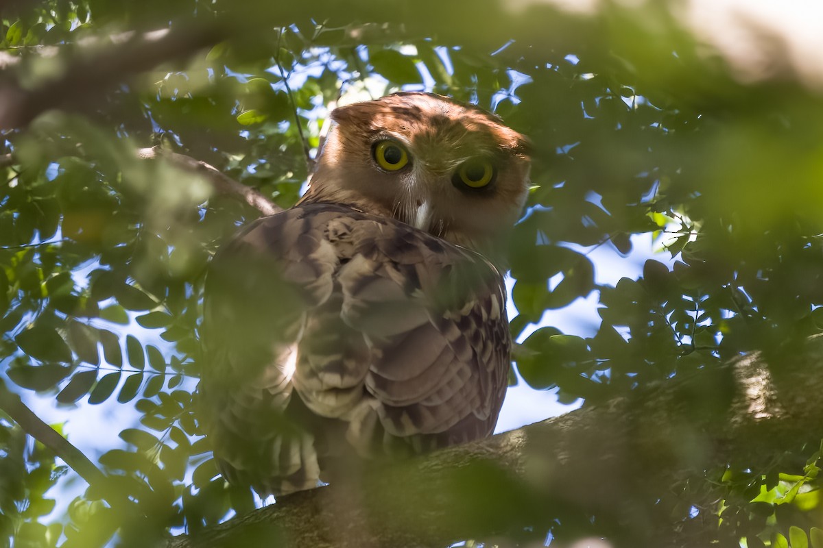 Philippine Eagle-Owl - ML610390192