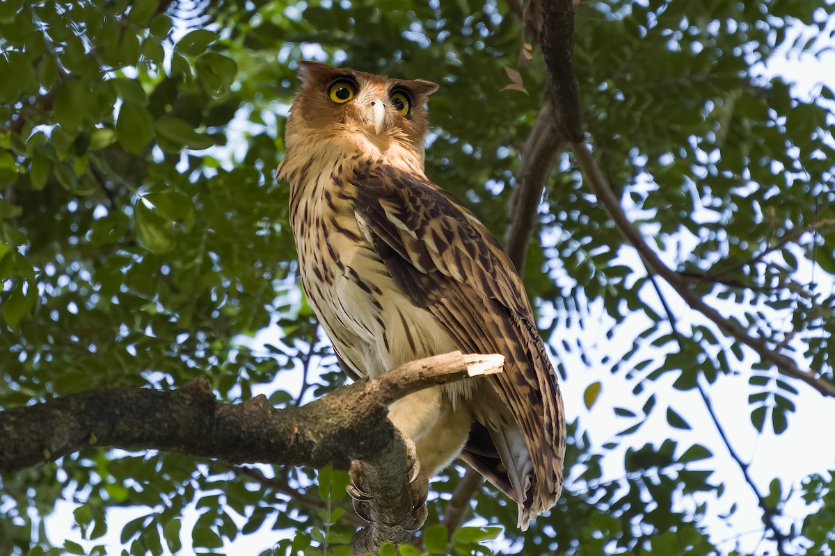 Philippine Eagle-Owl - ML610390193