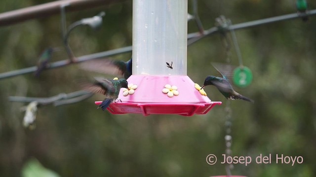 kolibřík indigovohlavý - ML610391112