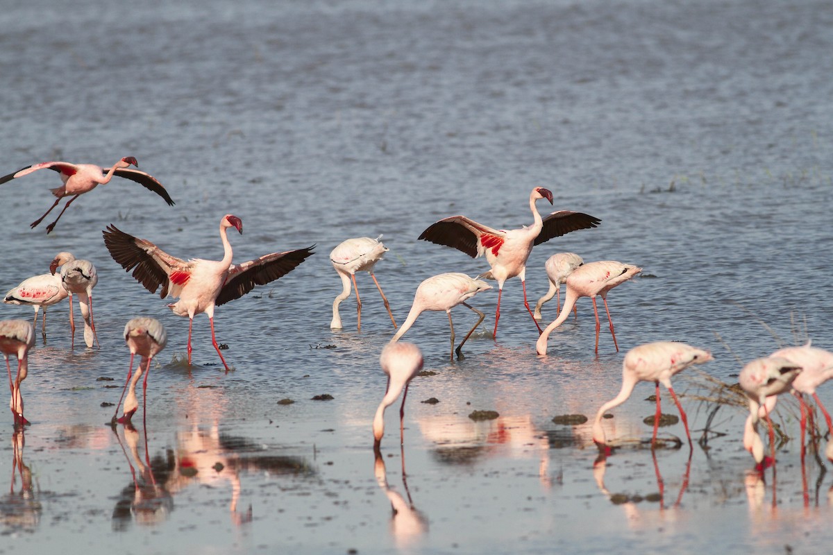 Lesser Flamingo - Per Smith
