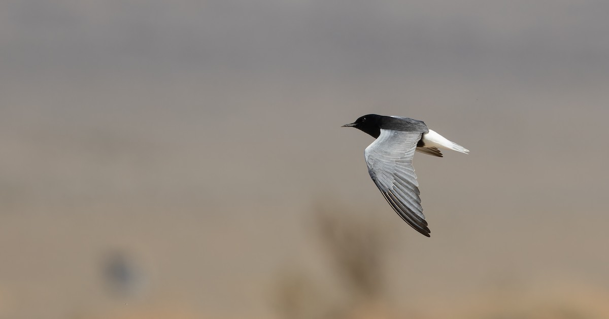 White-winged Tern - ML610391308