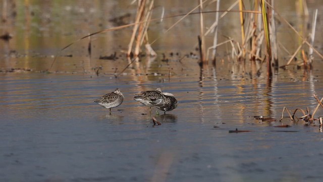Long-billed Dowitcher - ML610391367