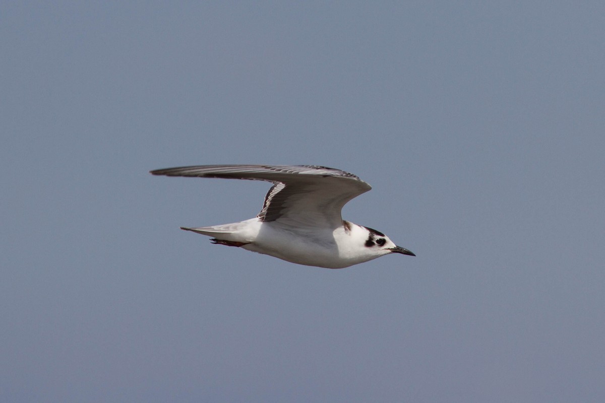 White-winged Tern - ML610391482