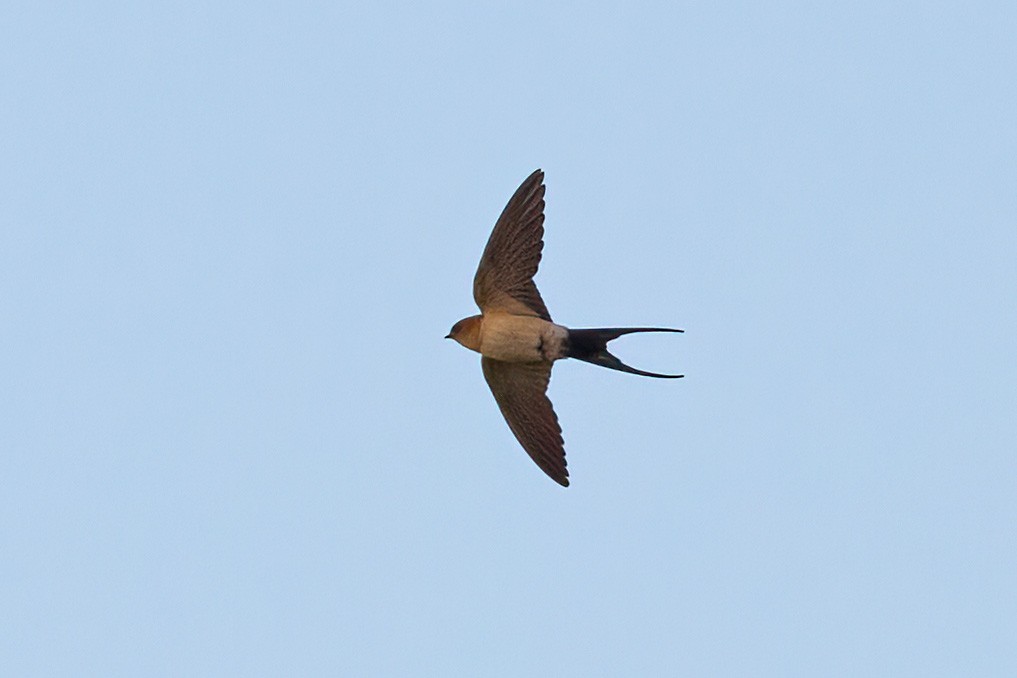Red-rumped Swallow (Red-rumped) - ML610391488