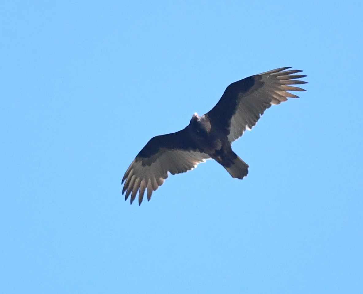 Turkey Vulture - ML610391540