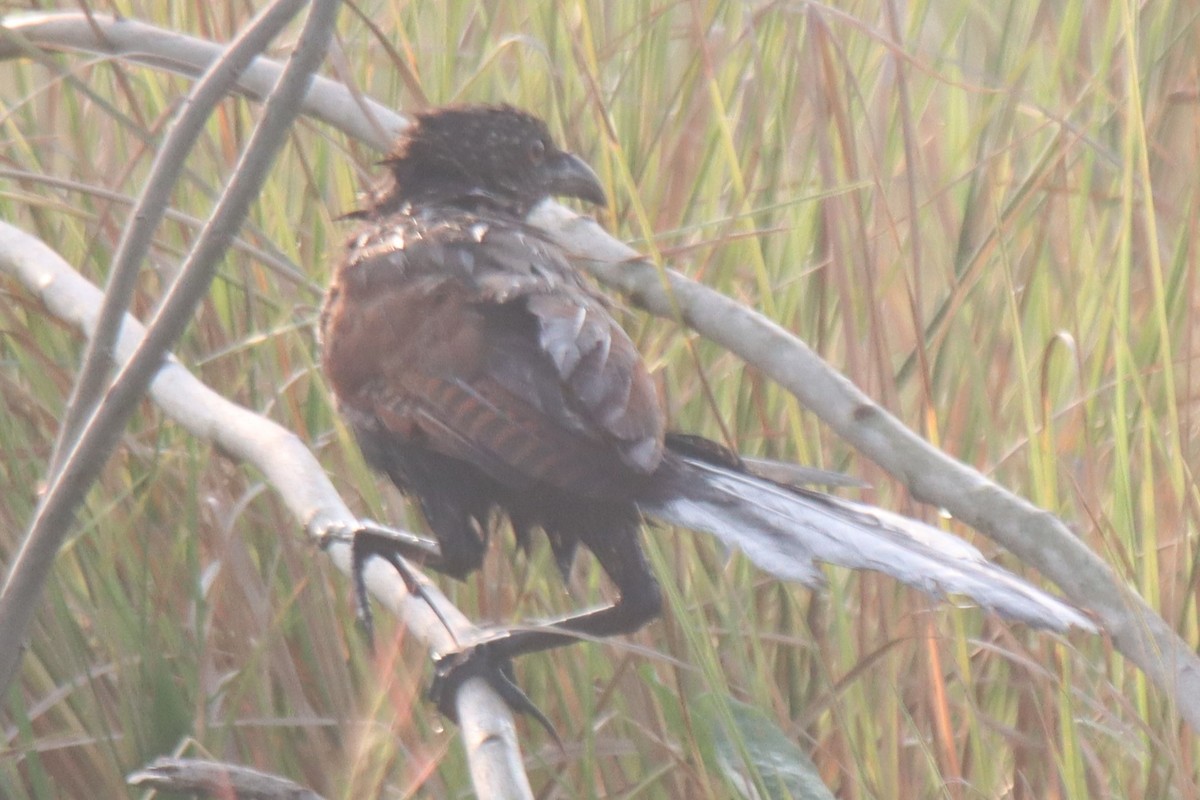 Greater Coucal - ML610391559