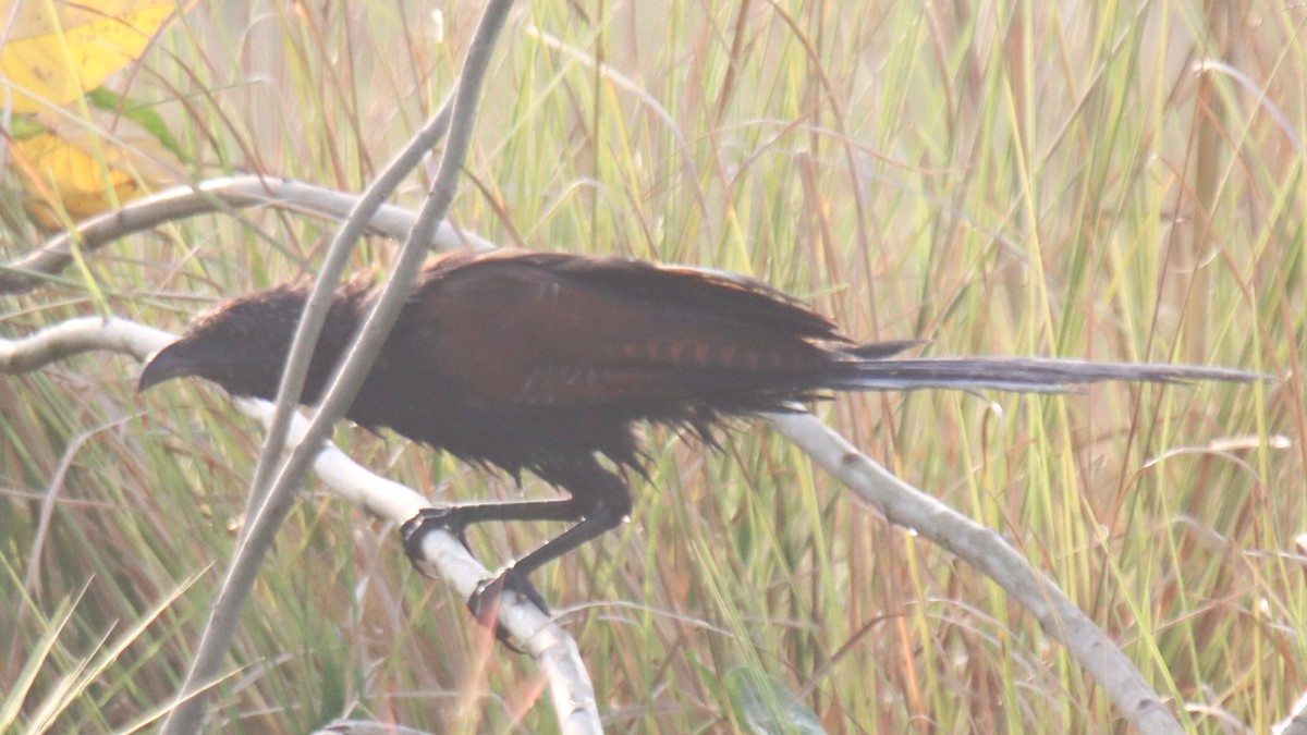 Greater Coucal - ML610391560