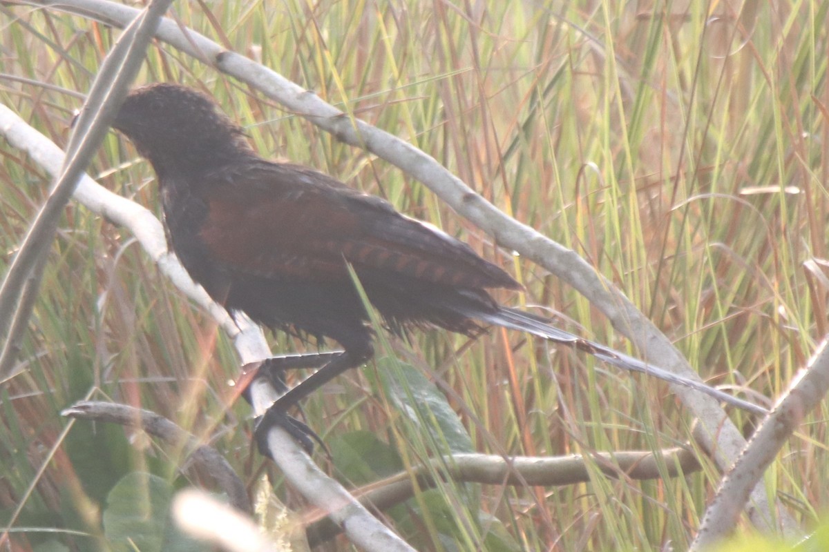 Greater Coucal - ML610391561