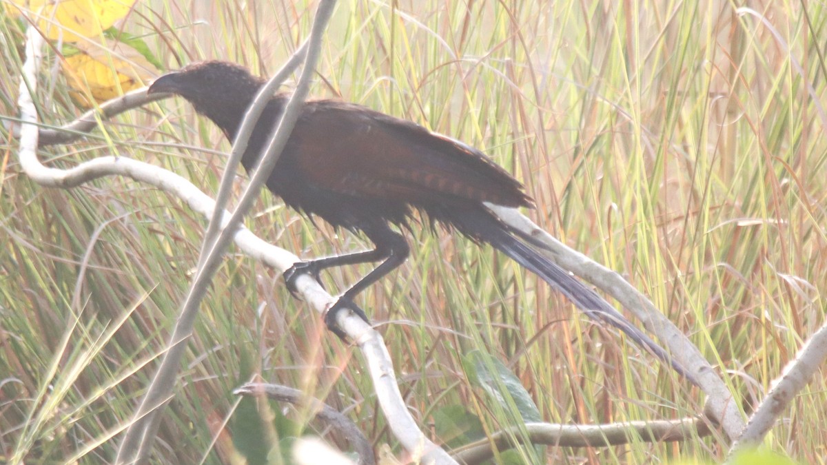 Greater Coucal - ML610391562