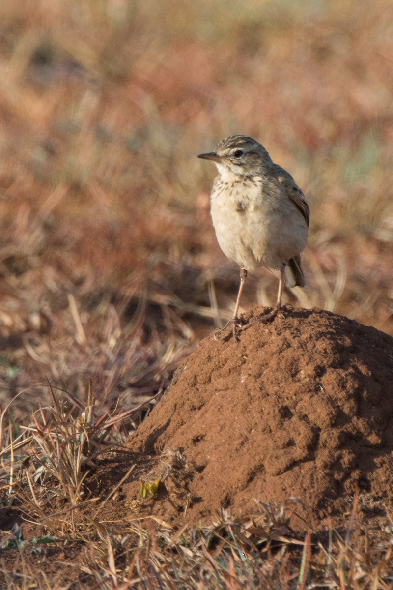 African Pipit - ML610391570