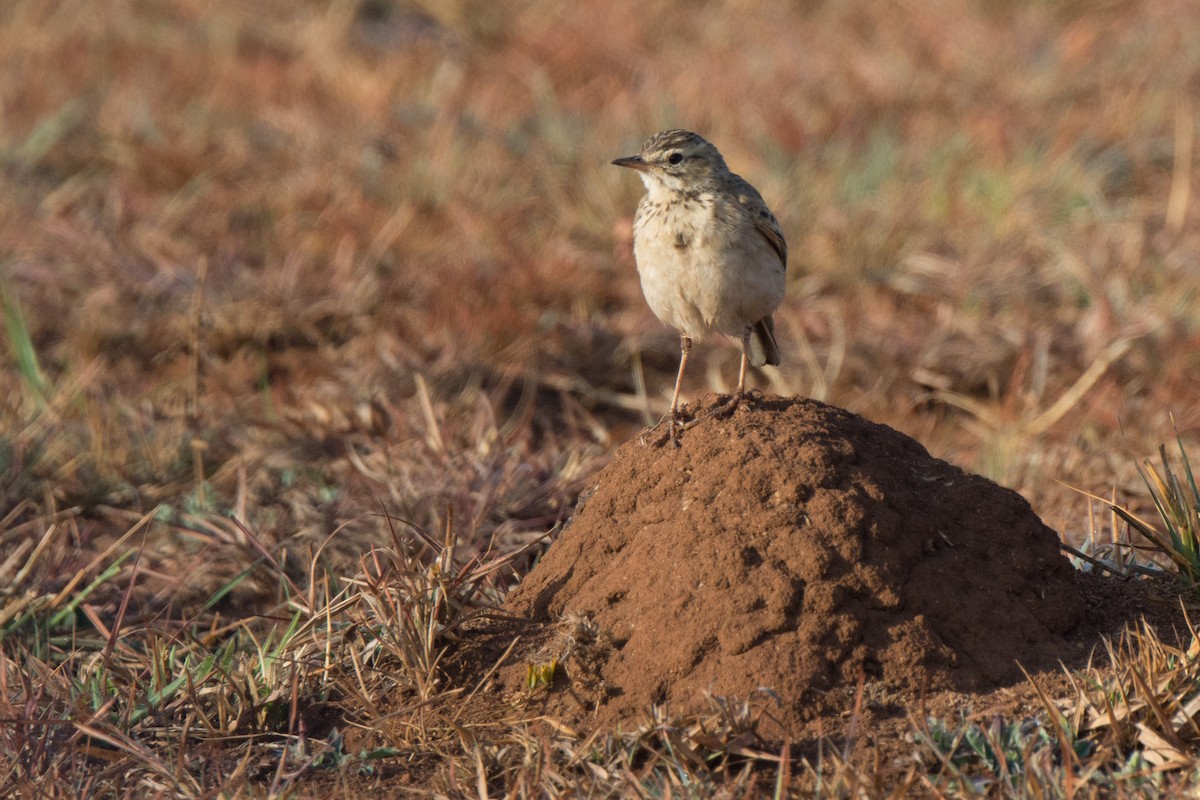 African Pipit - ML610391571