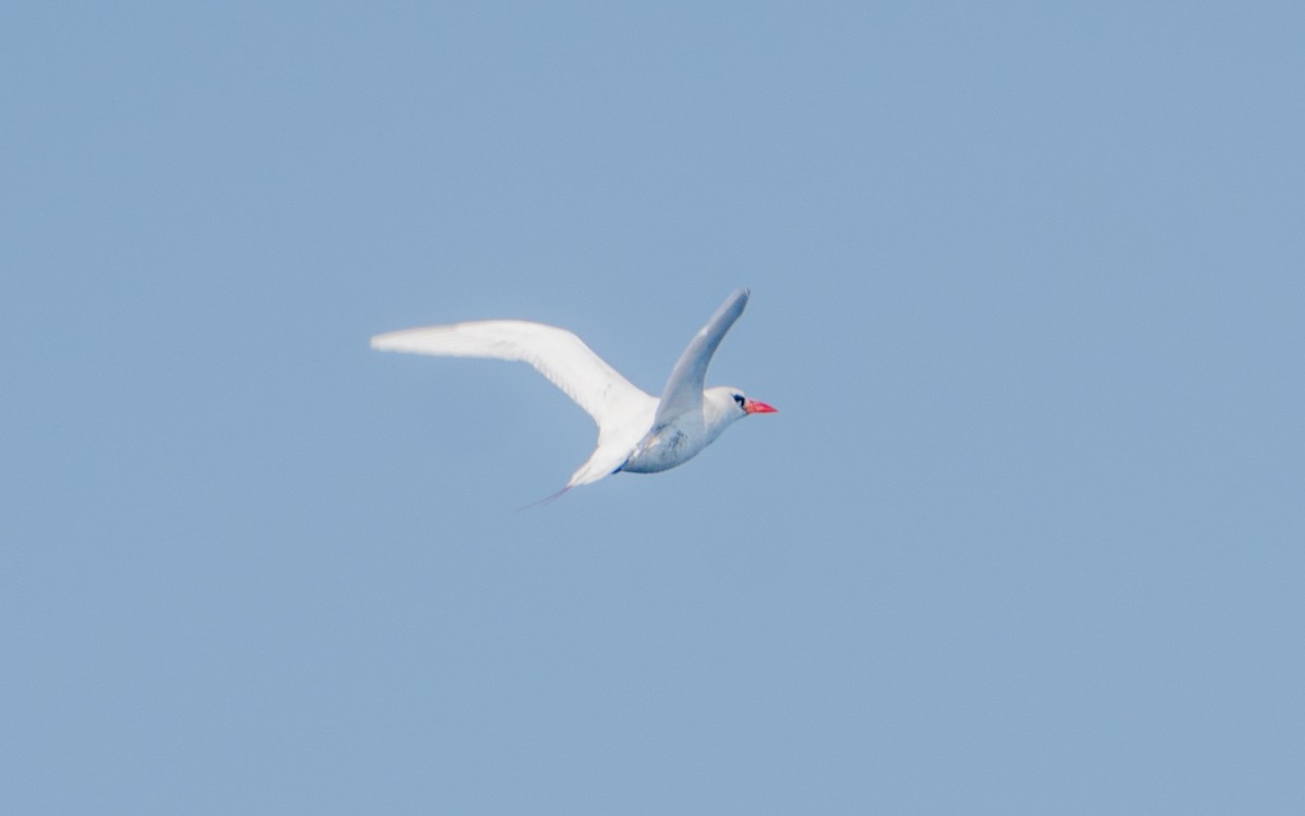 Red-tailed Tropicbird - ML610391758